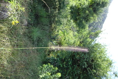 Perotis indica